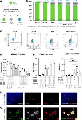 Lipofection of Non-integrative CRISPR/Cas9 Ribonucleoproteins in Male Germline Stem Cells: A Simple and Effective Knockout Tool for Germline Genome Engineering